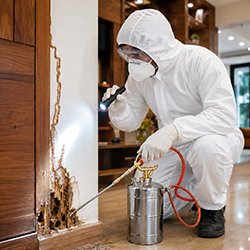 Termite Control